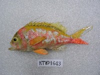 藏品(珠斑花鱸)的圖片